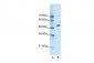 CHRNA9 antibody - N-terminal region